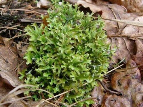 cetraria parasites in the body