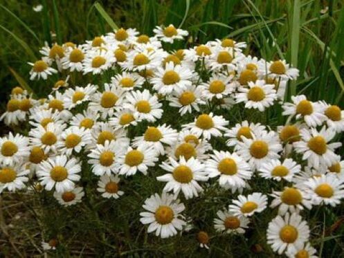 chamomile against parasites in the body