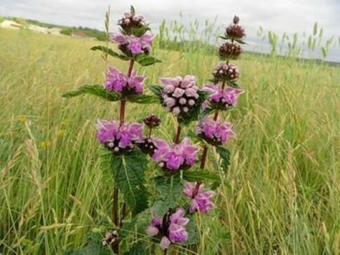 iron ore plant against parasites in the body