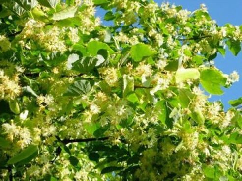linden flowers against parasites in the body