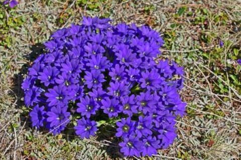 root of fever from parasites in the body