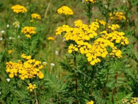 tansy against parasites in the human body