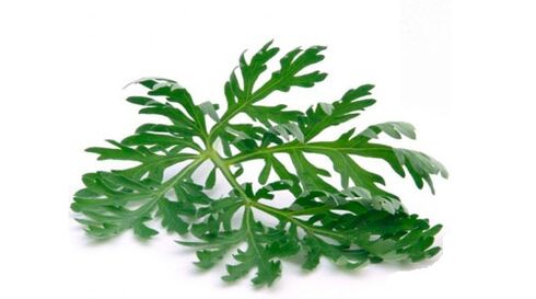 wormwood to eliminate parasites from the body