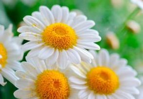 Healing chamomile flowers - a way to get rid of worms