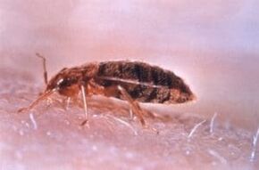 The bedbug is a parasite that feeds on human blood