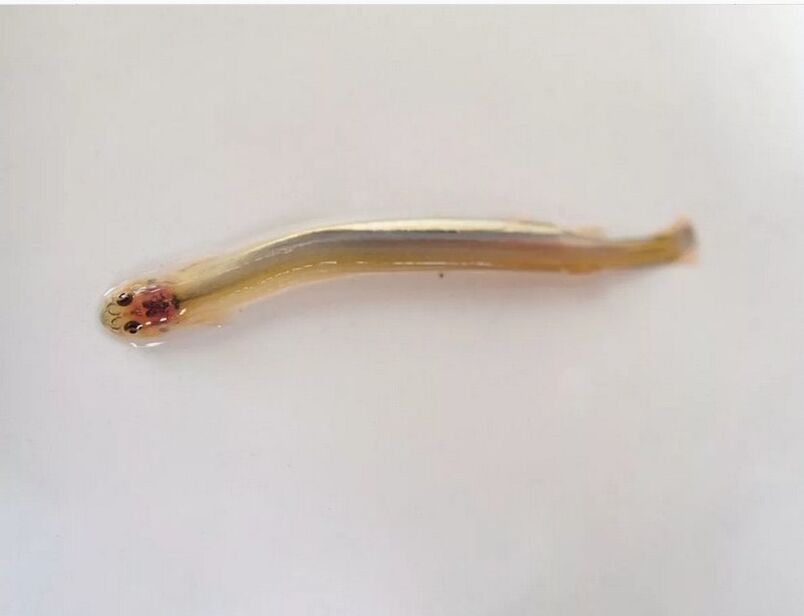 Whiskered Wandellia - a dangerous parasitic fish