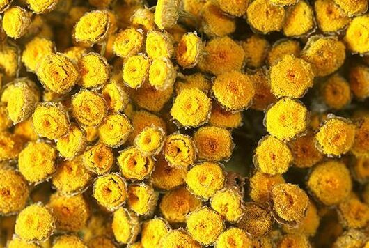 tansy contains substances toxic to humans