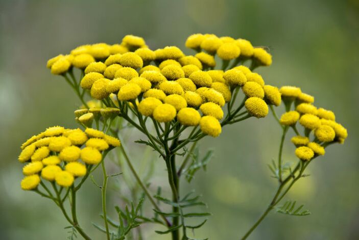 Bitter vegetable tansy will help eliminate parasites from the body