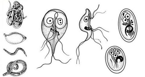 The simplest parasites of the human body