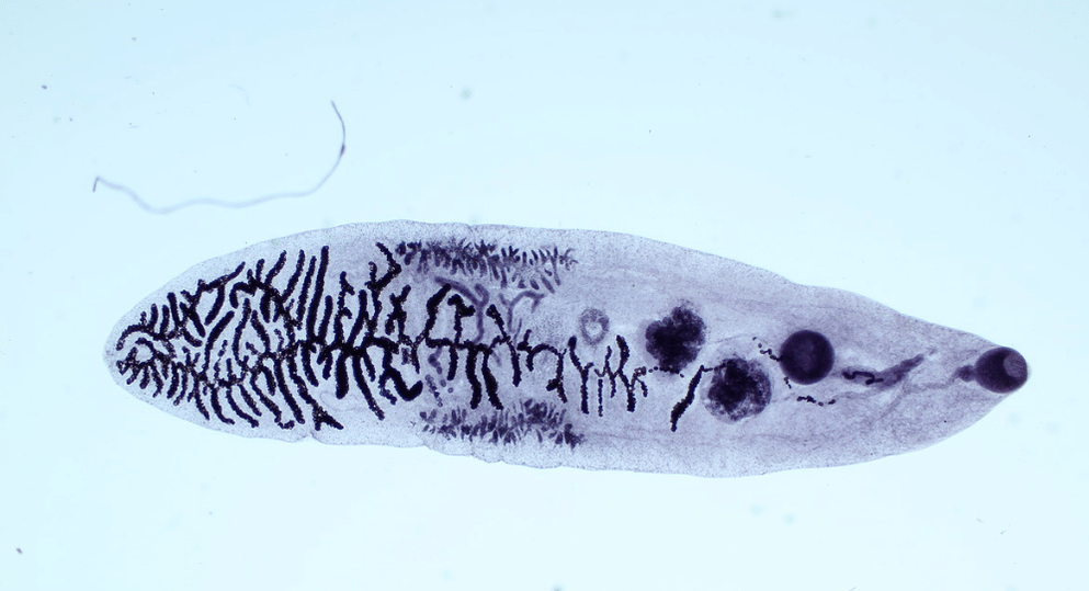 Fluke class parasite (trematodes)